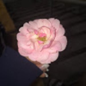 Meet your Posher, Nicole